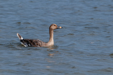 Molting Bean Goose (Anser fabalis) in Barents Sea coastal area, Russia