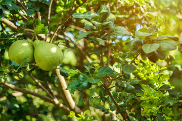 Close up of green Grapefruit grow on the Grapefruit tree in a garden background  harvest citrus fruit thailand.