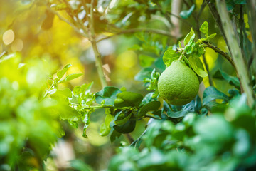 Close up of green Grapefruit grow on the Grapefruit tree in a garden background  harvest citrus fruit thailand.