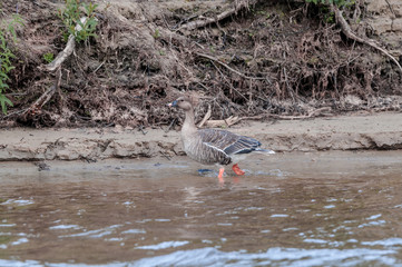 Obraz premium Molting Bean Goose (Anser fabalis) in Barents Sea coastal area, Russia