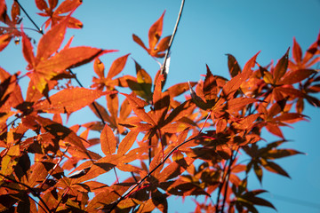 Japanese Maple Fall Foliage