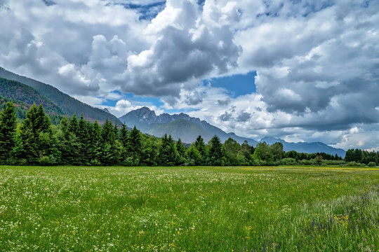 Alpine Meadow near the border between Italy and Slovenia