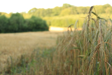 Wheat field and in the background a small forest
