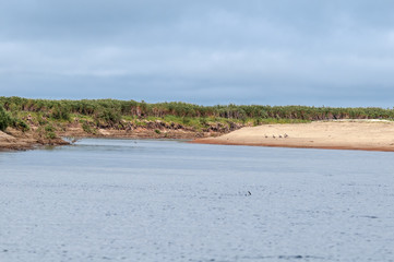 Fototapeta na wymiar Molting Bean Goose (Anser fabalis) in Barents Sea coastal area, Russia
