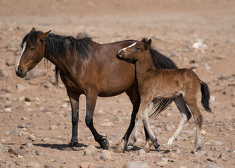 Obraz na płótnie Canvas mare and foal, wild horses