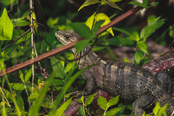 photos from a tour of Costa Rica by Manuel Antonio park 