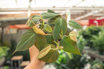 Philodendron Micans © Annora