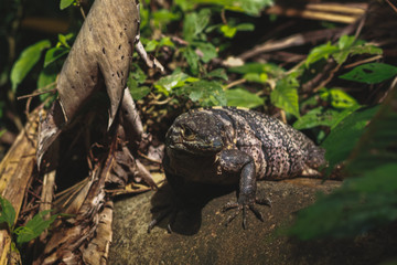 photos from a tour of Costa Rica by Manuel Antonio park 