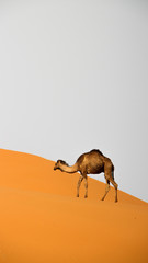 desert camel on a dune
