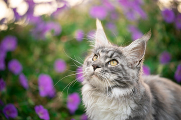 young curious maine coon cat looking up in front of pink flowers