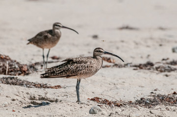 Whimbrel (Numenius phaeopus) in Malibu Lagoon, California, USA