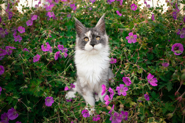 Naklejka na ściany i meble cute white maine coon kitten between pink flowers outdoors in garden
