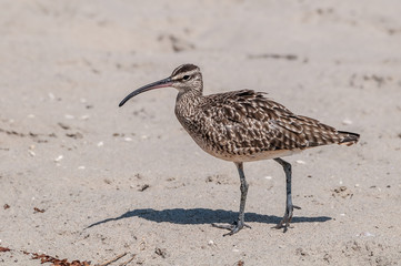 Whimbrel (Numenius phaeopus) in Malibu Lagoon, California, USA