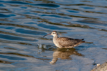 Whimbrel (Numenius phaeopus) in Malibu Lagoon, California, USA