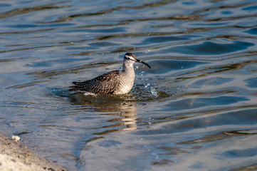 Whimbrel (Numenius phaeopus) in Malibu Lagoon, California, USA