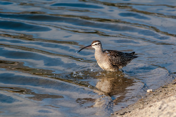 Whimbrel (Numenius phaeopus) in Malibu Lagoon, California, USA