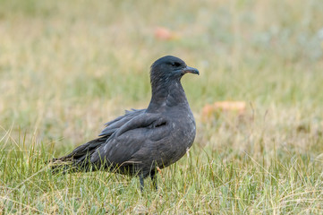 Pomarine Jaeger (Stercorarius pomarinus) in Barents Sea coastal area, Russia