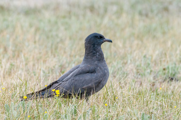 Pomarine Jaeger (Stercorarius pomarinus) in Barents Sea coastal area, Russia
