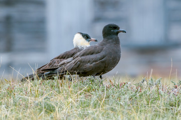 Pomarine Jaeger (Stercorarius pomarinus) in Barents Sea coastal area, Russia