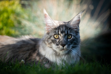 portrait of a beautiful silver tabby maine coon cat resting in a shady place outdoors on a sunny summer day looking at camera