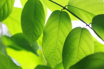 green leaves background