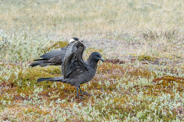 Pomarine Jaeger (Stercorarius pomarinus) in Barents Sea coastal area, Russia