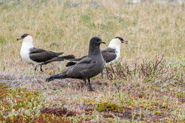 Pomarine Jaeger (Stercorarius pomarinus) in Barents Sea coastal area, Russia