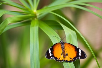 Plain Tiger sitting on a sword blade shaped leaf