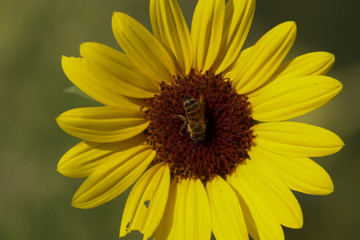 Bee on a flower