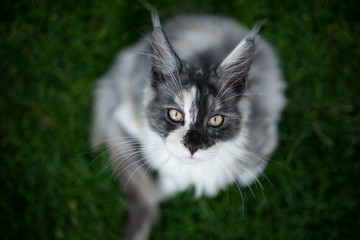 Naklejka na ściany i meble high angle view of a beautiful maine coon kitten sitting on grass looking up at camera