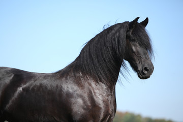 Fototapeta na wymiar Amazing black friesian horse