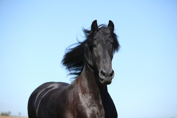 Fototapeta na wymiar Amazing black friesian horse