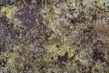 Saturated natural texture and background with moss. Pine forest and needles on the ground. Earth and moss. Summer bright forest background.