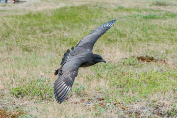 Pomarine Jaeger (Stercorarius pomarinus) in Barents Sea coastal area, Russia