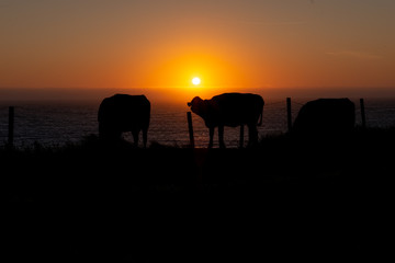 Cow in sunset