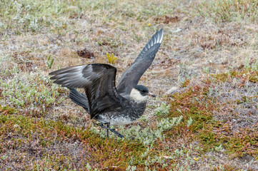 Pomarine Jaeger (Stercorarius pomarinus) in Barents Sea coastal area, Russia