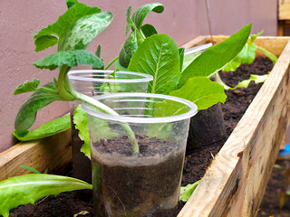 green plants in vegetable garden