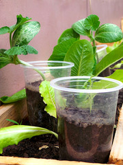 zucchini  plant in a pot with lettuce in the loamy soil