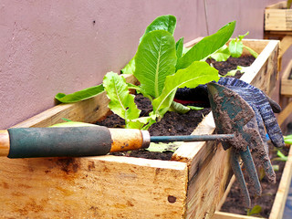 gardening tools in a garden