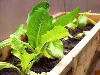 lettuce growing in a garden