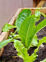 lettuce growing in the garden