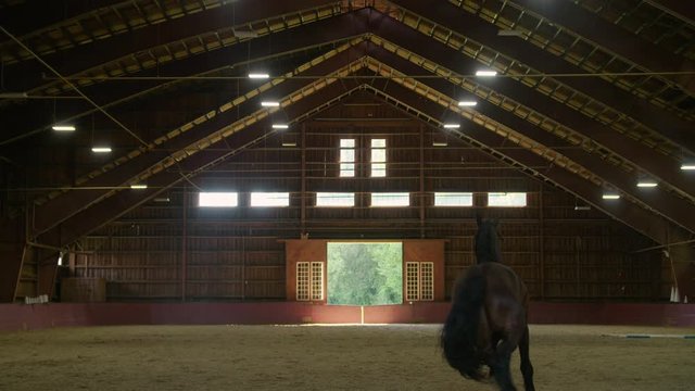 Majestic black horse runs through large equestrian riding hall / indoor ring