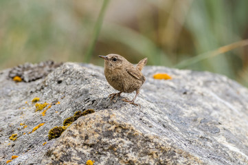 Pacific Wren (Troglodytes pacificus) at Chowiet Island, Semidi Islands, Alaska, USA