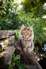 Naklejka na ściany i meble maine coon cat outdoors in garden next to a pond