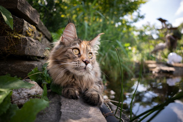 Naklejka na ściany i meble maine coon cat resting on the edge of a pond