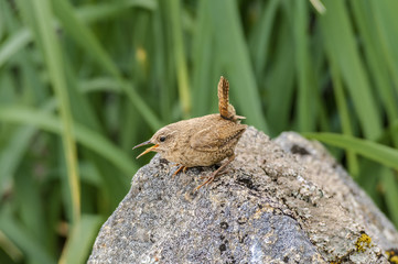 Pacific Wren (Troglodytes pacificus) at Chowiet Island, Semidi Islands, Alaska, USA