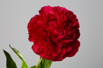 Dark red spherical peony flower isolated on gray background.