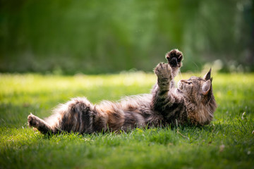 maine coon cat playing on lawn