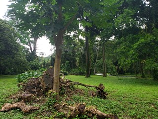 Fototapeta premium a green park with many trees