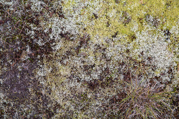 Saturated natural texture and background with moss. Pine forest and needles on the ground. Earth and moss. Summer bright forest background.